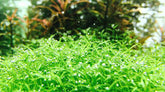 ADA 微果草 Ranaculus innunduatus IC299